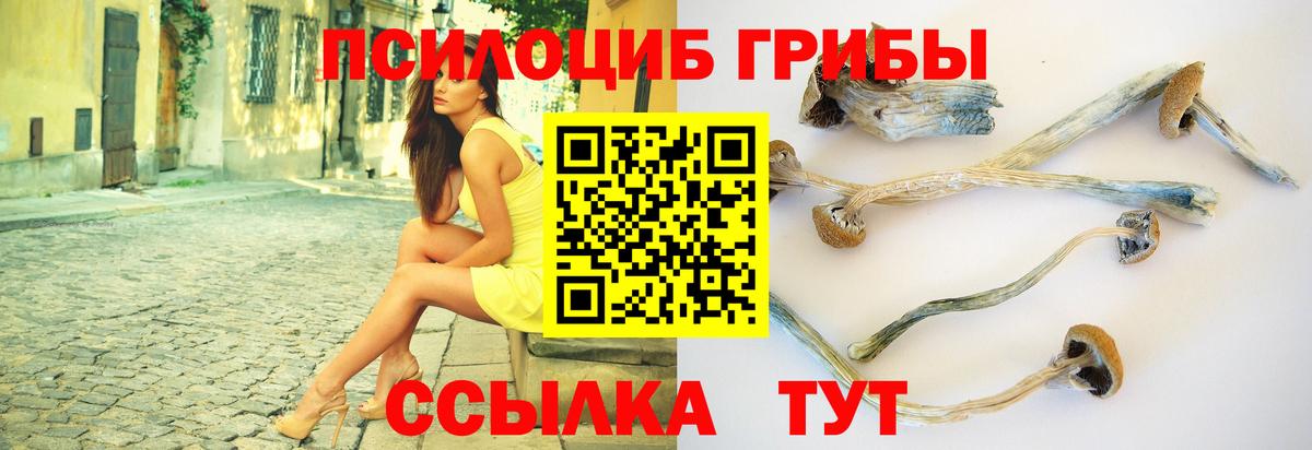 Чита  наркотики  Псилоцибиновые грибы GOLDEN TEACHER  Вход с VPN  Псилоцибиновые грибы мицелий 